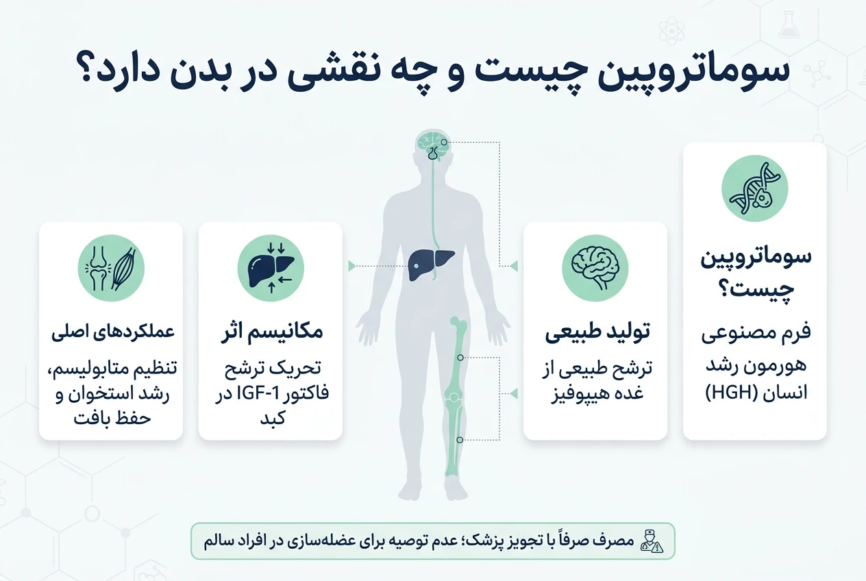فواید سوماتروپین در بدنسازی و ورزش 3 سوماتروپین چیست؟