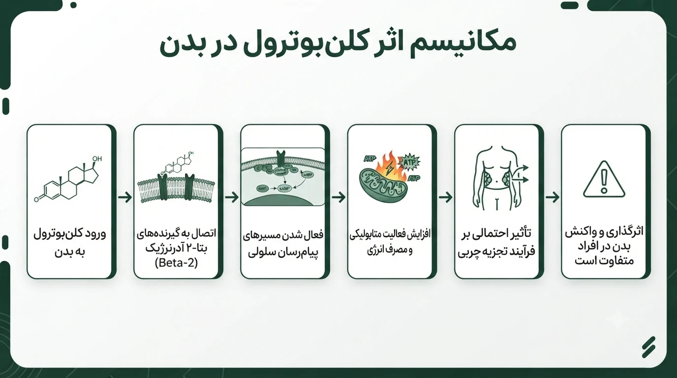 کلن‌ بوترول چگونه عمل می‌کند؟