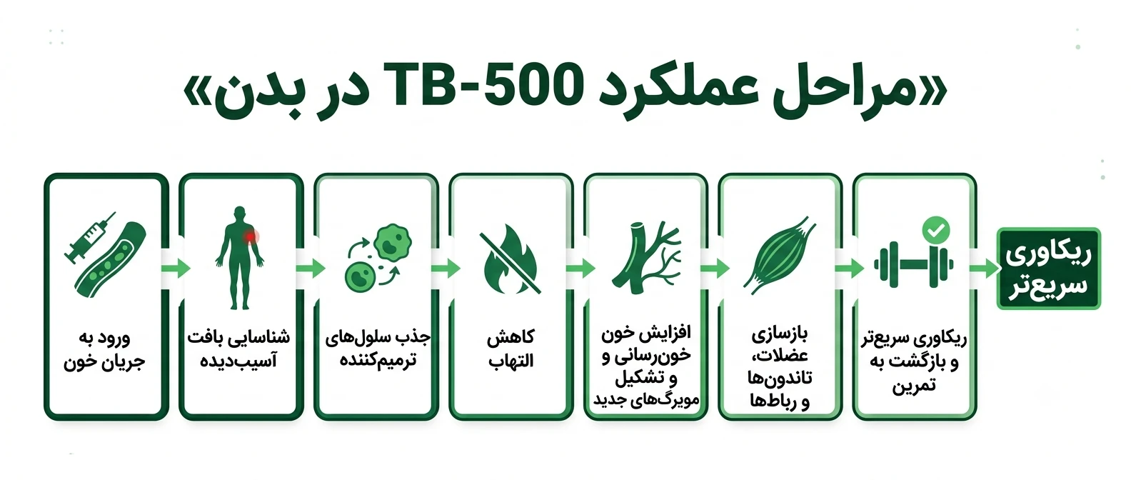 TB-500 چگونه در بدن عمل می‌کند؟