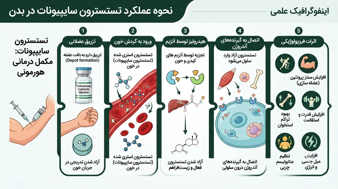 تستوسترون سایپیونات چگونه در بدن عمل می‌کند؟