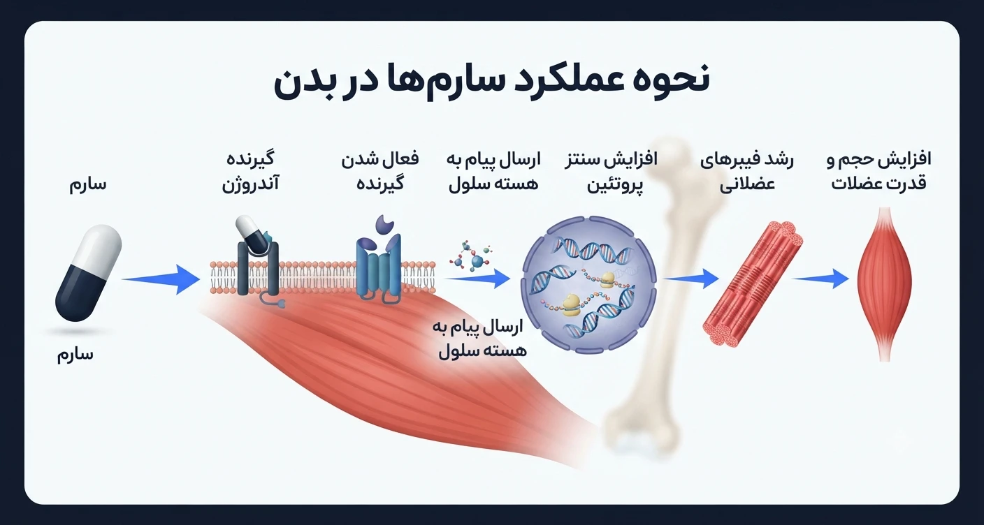 سارم در بدن چگونه عمل می‌کند؟
