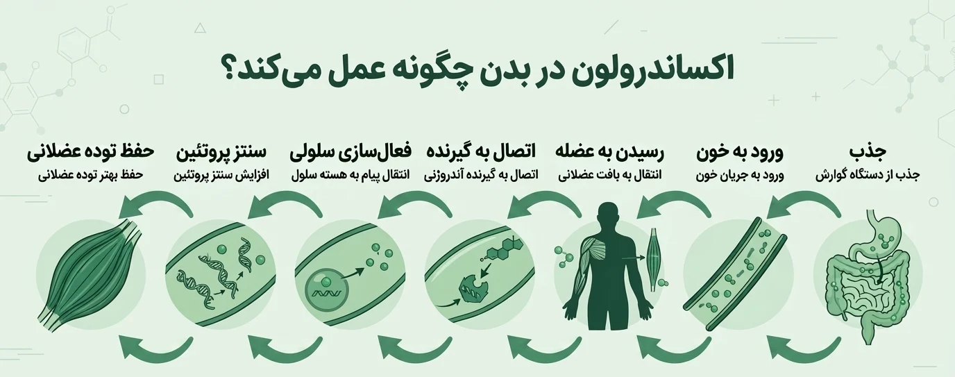 اکساندرولون (آناوار) - کاملترین راهنمای بدنسازها 3 آناوار در بدن چگونه عمل میکند؟