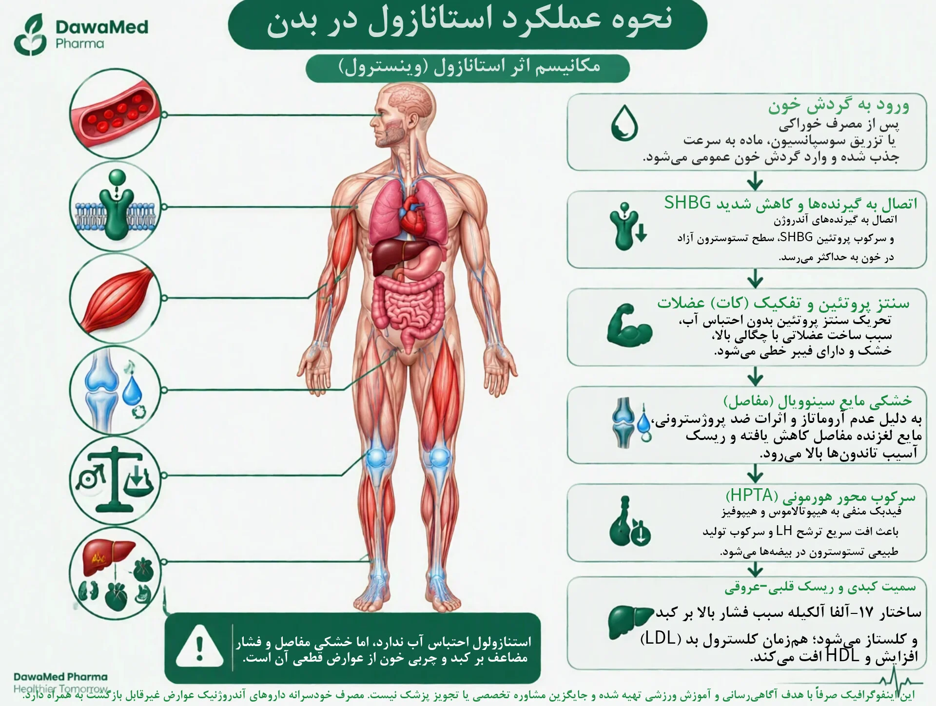 اینفوگرافیک مکانیسم اثر استنازولول (وینسترول) در بدن؛ بررسی تفکیک عضلات، خشکی مفاصل و عوارض کبدی در دوامدفارما